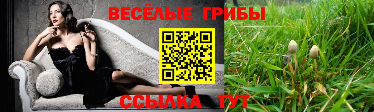 Галлюциногенные грибы Psilocybe Энгельс